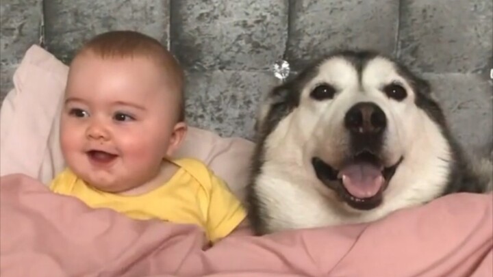 [Millie]: My baby and husky have been best friends since childhood. I can watch this all day~