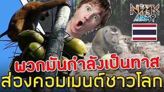 ส่องคอมเมนต์ชาวโลก-คิดเห็นอย่างไรหลังรู้ว่าคนไทยฝึกลิงให้ปีนไปเก็บลูกมะพร้าวได้ถึง 1,600 ลูก/วัน