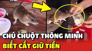 Độc lạ với chú chuột THÔNG MINH biết CẤT GIỮ TIỀN 😍 | Yêu Lu