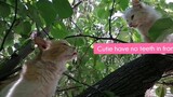 Male Cat  Climb The Tree To Court Cutie