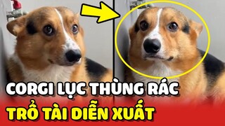 Thanh niên Corgi lục thùng rác bị mẹ mắng liền trổ tài DIỄN XUẤT 😂 | Yêu Lu