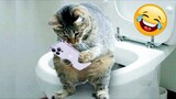 Video Kucing Lucu Banget Bikin Ngakak #64 | Kucing dan Anjing | Kucing Lucu Imut