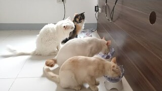 Cat Elevated bowl from shopee|| Clowder zone