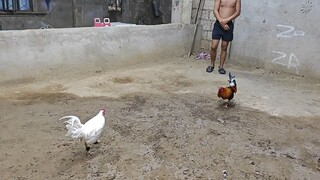 my whites sparring