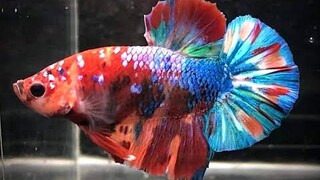 ikan cupang rainbow - betta fish - dunia binatang