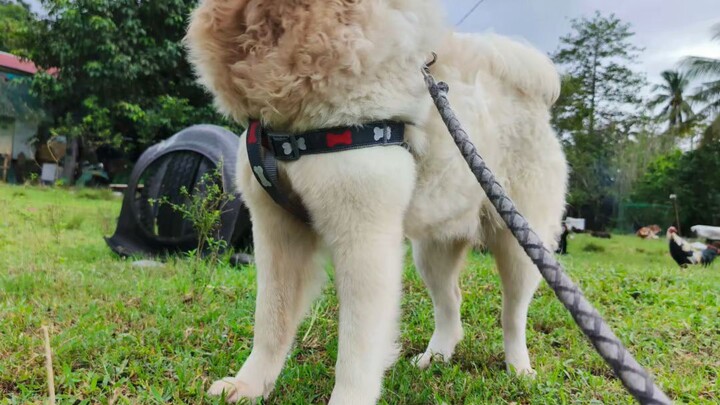 Chow chow #doglover#dog