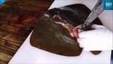 Ẩm Thực Nhật Bản -  Người Nhật Khiến cả thế giới sửng sốt với cách làm con cá đuối