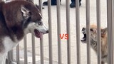 Động vật|Chó Husky cãi nhau
