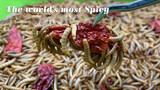 Experiment|Mealworm vs Pepper