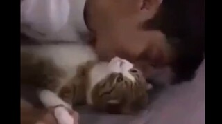 《猫 生 百 态》