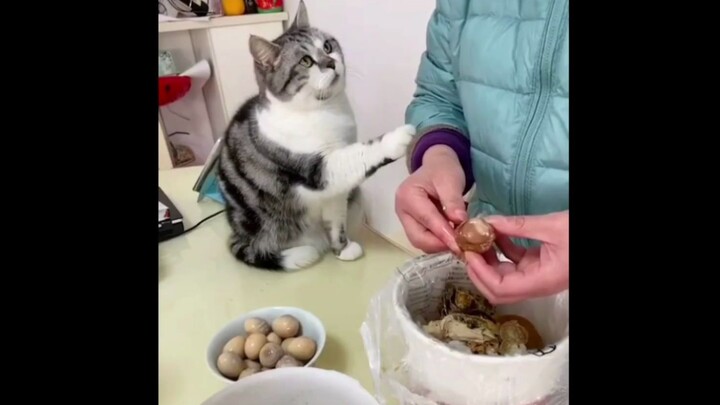 [Động vật]Phản ứng dễ thương của mèo con khi chủ không cho ăn cùng