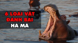 6 LOÀI ĐỘNG VẬT CÓ THỂ ĐÁNH BẠI HÀ MÃ - HKP