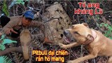 Pitbull Jenny 2 Lần Đại Chiến Rắn Hổ Mang Phát Hiện Tổ Ong Khủng Lồ Ko Dán Bắt | Trần Thạch Vlogs