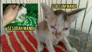 Anak Kucing Yatim Piatu Yang Terlantar Di Semak-Semak Jadi Begini Setelah Di Mandikan Bikin Terharu.