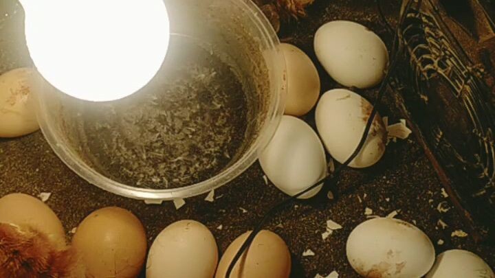 Defective washing machine to homemade incubator..