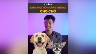 6 cách khử mùi hôi răng miệng cho chó pet tuitienpet LearnOnTikTok dcgr