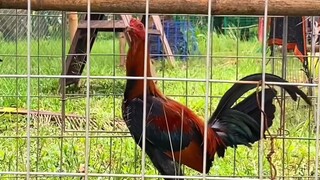 Mathewspecs Gamefarm