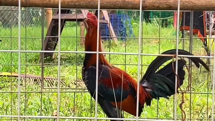 Mathewspecs Gamefarm
