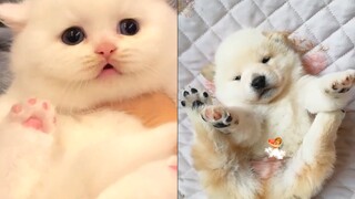 Tik Tok Chó Mèo Hài Hước và Dễ Thương Nhất Thế Giới - Funny Cats and Dogs #10