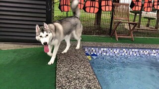 Husky Pool Party