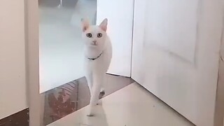 Ini pasti kucing putih yang disukai "Tom".