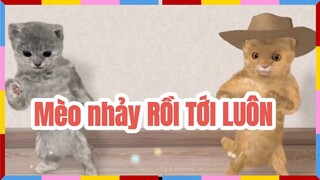 Mèo hát RỒI TỚI LUÔN - NAL | Mèo cover | Mèo nhảy chachacha cực đỉnh |