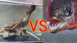 [สัตว์]เต่าอัลลิเกเตอร์ VS ปลาปิรันย่า & ปลาหมึกยักษ์ VS กุ้งก้ามกราม