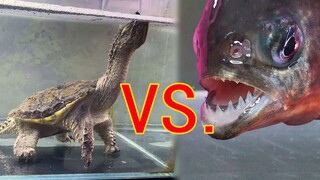 Động vật]Cá sấu ngoạm rùa VS Piranha & Bạch tuộc VS Tôm hùm đất