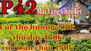 Mai vàng chơi tết p42 | 0706938527 Quế Anh | cúc thọ hương 210k - thủ đức 170k - cúc 24-36 150k