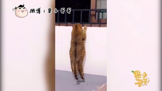 动物配音第十弹