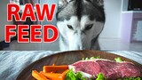 Husky Eat Raw Steak ASMR | Feast Friday Ep. #3