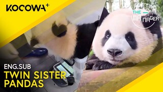 Meet The Twin Sister Pandas: Rui Bao & Hui Bao! 🐼 | The Manager EP306 | KOCOWA+