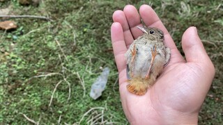 【Animal Circle】The rescued birds finally left. It's been fun.