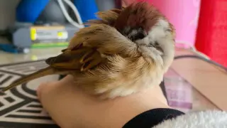 The Bird Fell Asleep on My Hand!