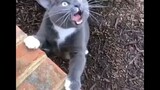 Funnyst cats video - Smile -