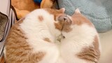 两只小猫咪连睡觉都是爱你的形状