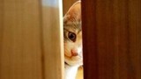 【Snow White Arya】The white cat who witnessed the neighbor cheating