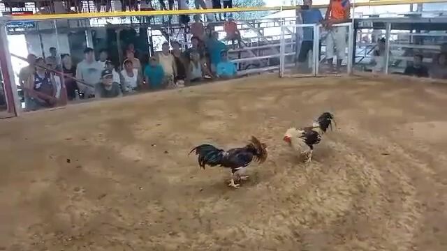 2nd figth 2cock ulutan para champ