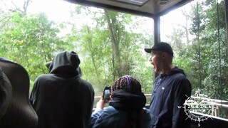 Thrilling Heights: Graskop Gorge Lift Adventure with Zula Zula - GRASKOP Lift Co. Forest Experience