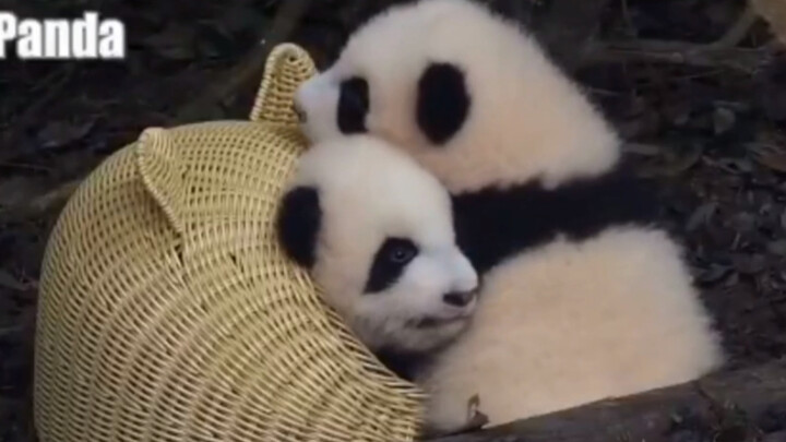 Naughty Panda Cheng Feng Blocked His Sister in the Nest
