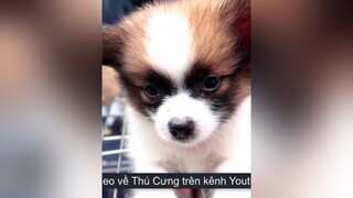 P2: Chợ Bán Chó Mèo tại Hải Phòng nhamtuattv nhamtuat nttv chó chó_cưng thúcưng chợchó