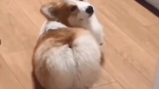 [Động vật][Tổng hợp] Những khoảnh khắc vui nhộn của cún Corgi