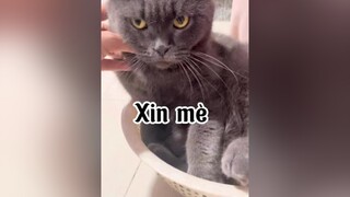 Xin con mè cũng làm khó dễ :))₫ mèo cat tranvananh34