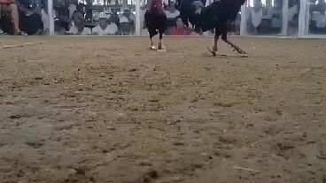 2 cock timbangan sa San Juan La Union 1st fyt win  boston Roundhead