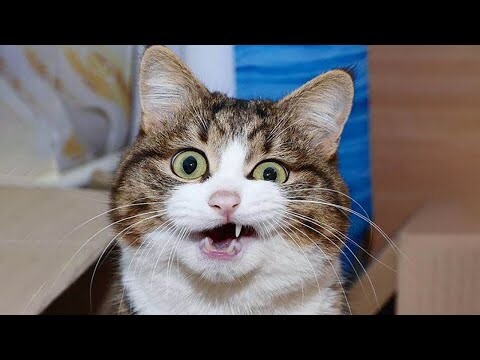 Funniest Animals - Awesome cute Pet Animals' Life Videos (coppi edit) - Bilibili Funniest Animals - Awesome cute Pet Animals' Life Videos (coppi edit) - Bilibili