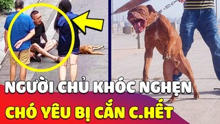 Thanh niên NGỒI KHÓC khi chứng kiến chú CHÓ CƯNG của mình bị Pitbulll hàng xóm CẮN C.HẾT 😥 Gâu Đần