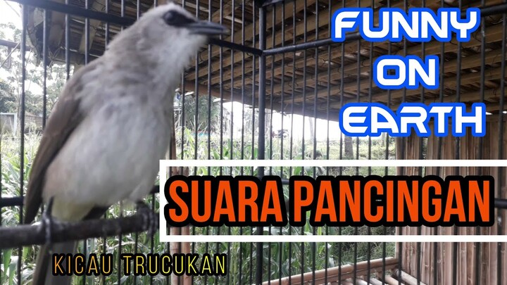 Kicau Burung Trucukan Suara Pancingan