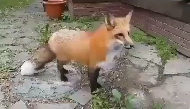 Fox scream