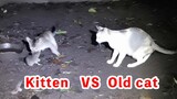 Rat Hunt: Kitten Vs Mummy Cat
