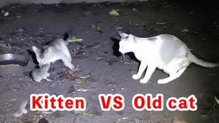 Kucing Kecil Tangkap Tikus Vs Induk Kucing Tangkap Tikus